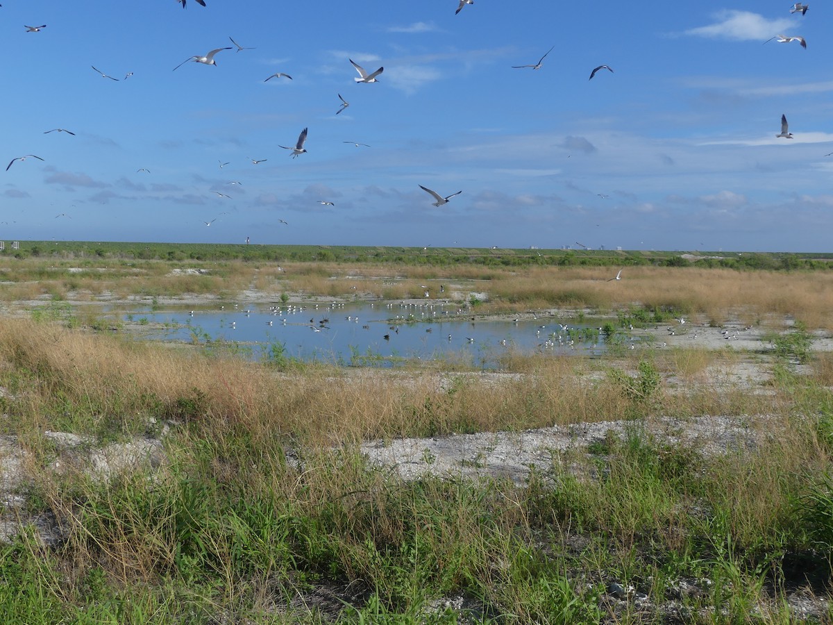 Mouette atricille - ML620716637