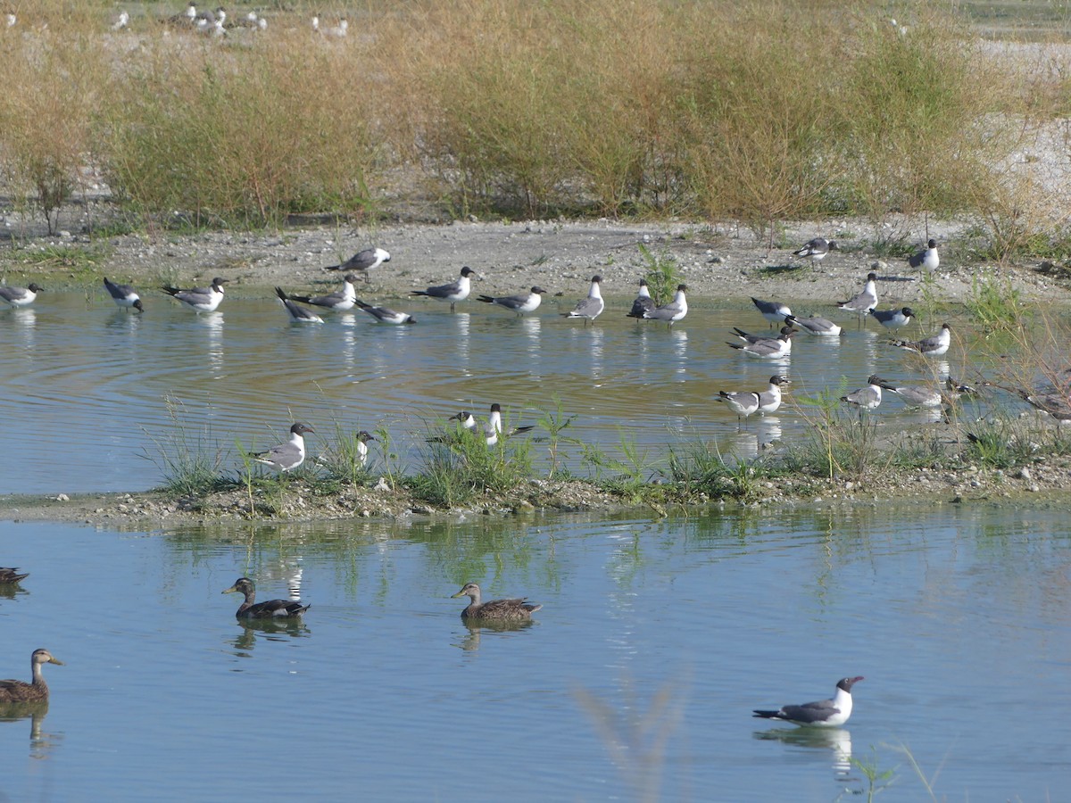 Laughing Gull - ML620716638