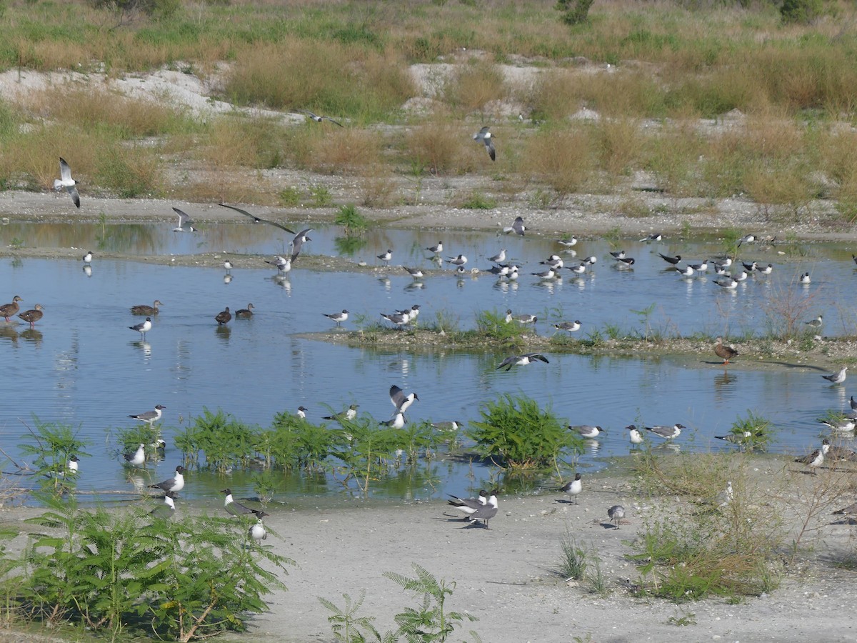 Mouette atricille - ML620716640