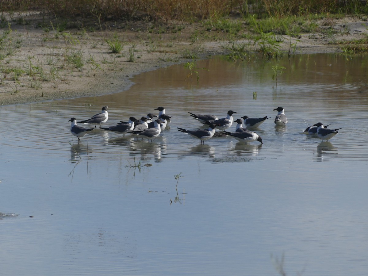 Gaviota Guanaguanare - ML620716641