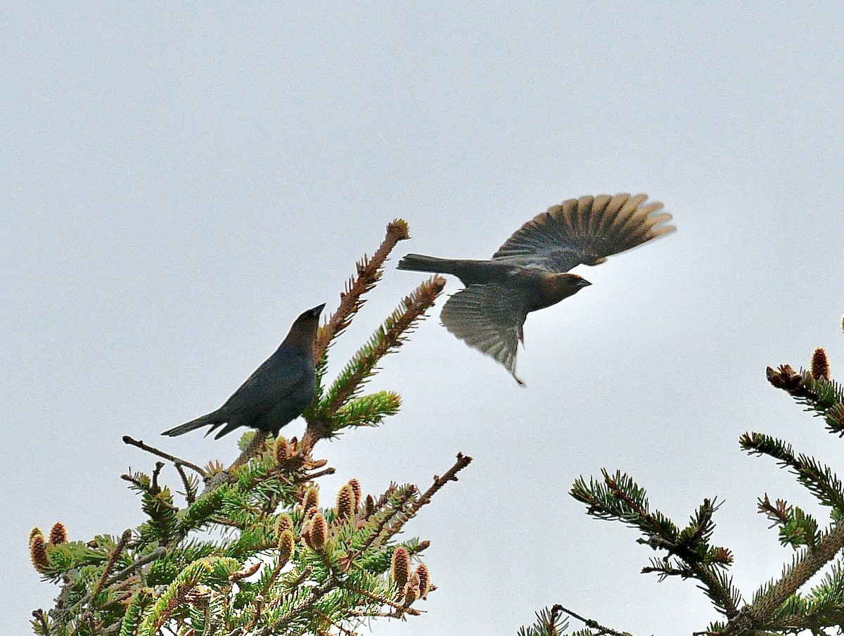 Brown-headed Cowbird - Norman Eshoo