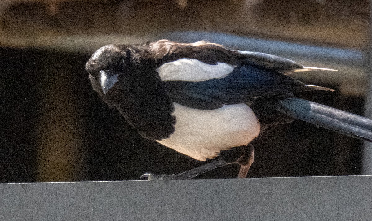 Eurasian Magpie - ML620716643