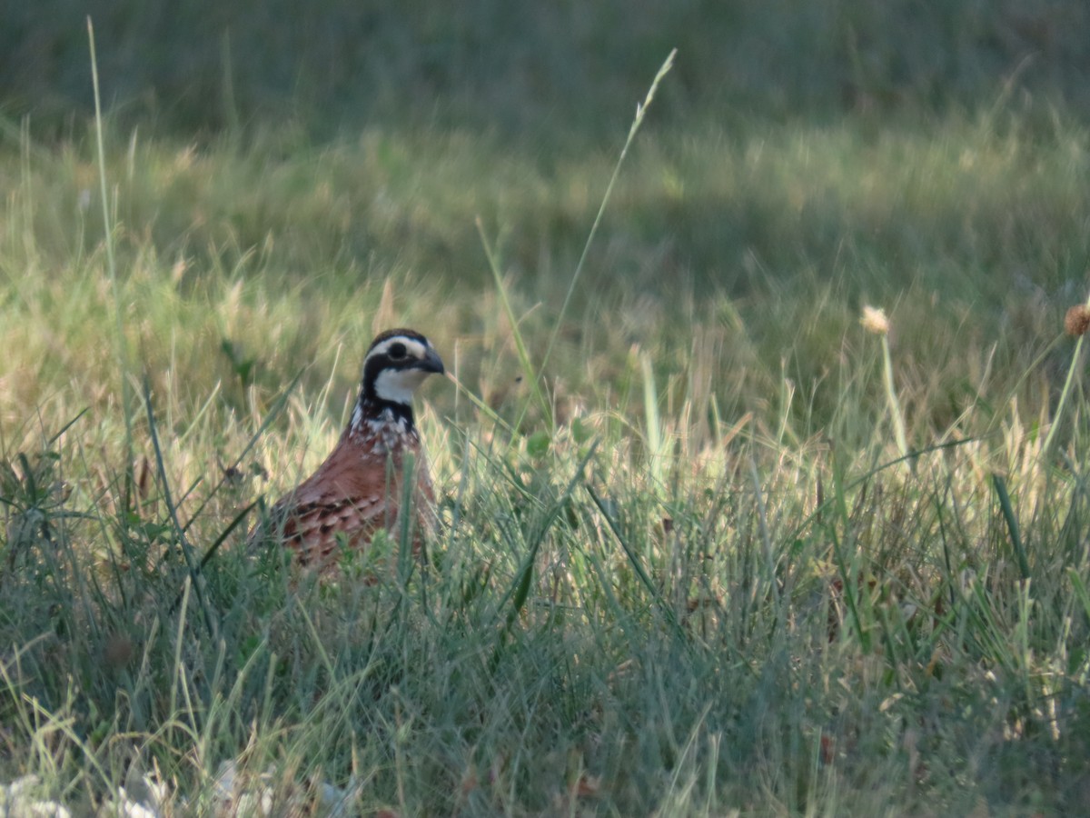 Northern Bobwhite - ML620716644