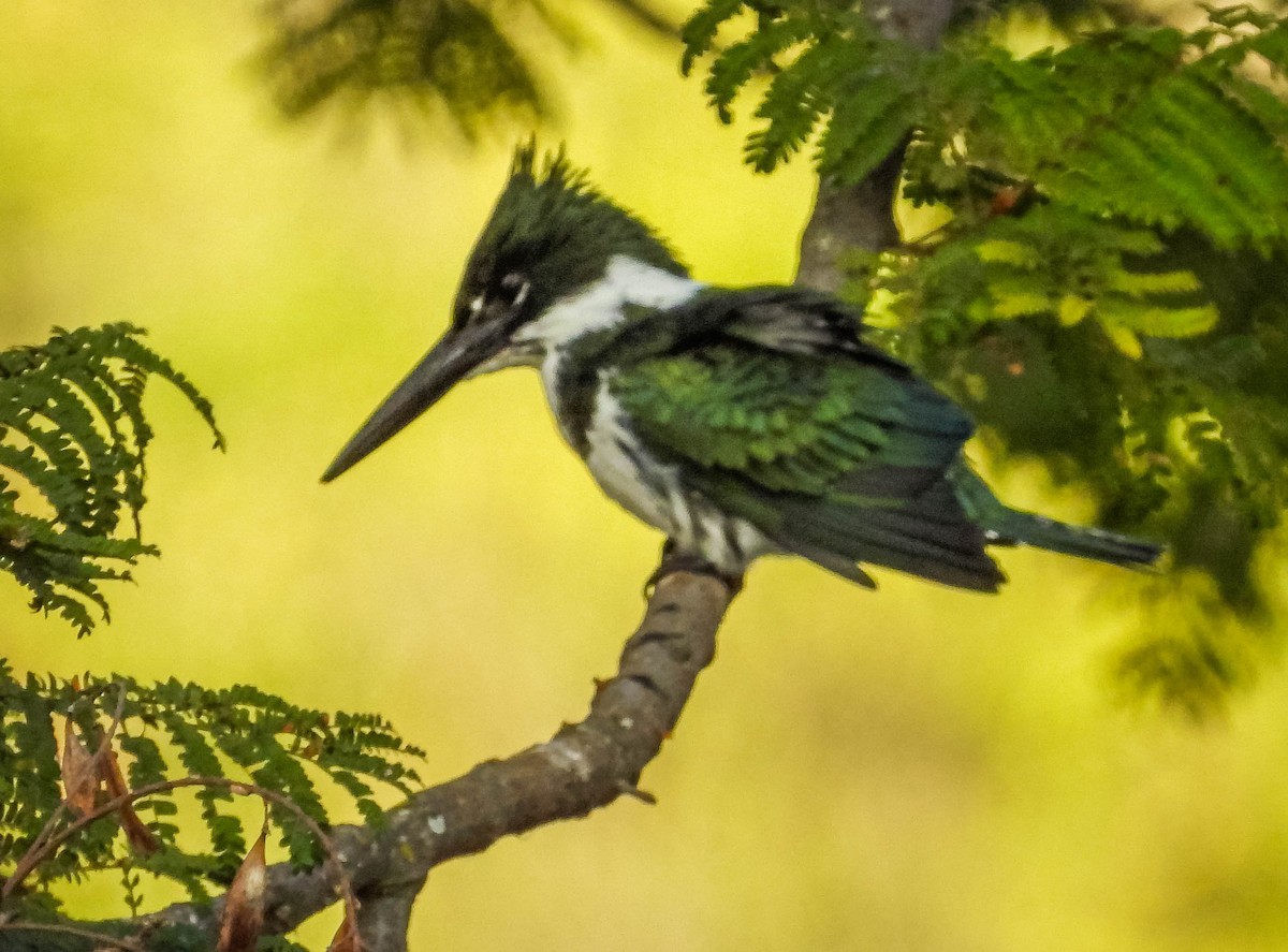 Amazon Kingfisher - ML620716645