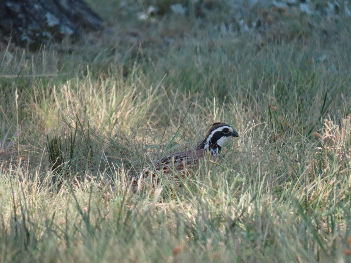 křepel virginský - ML620716647