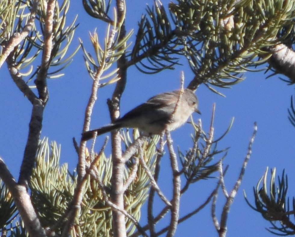 Dusky Flycatcher - ML620716648