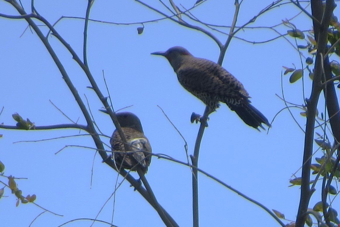 Northern Flicker - ML620716649