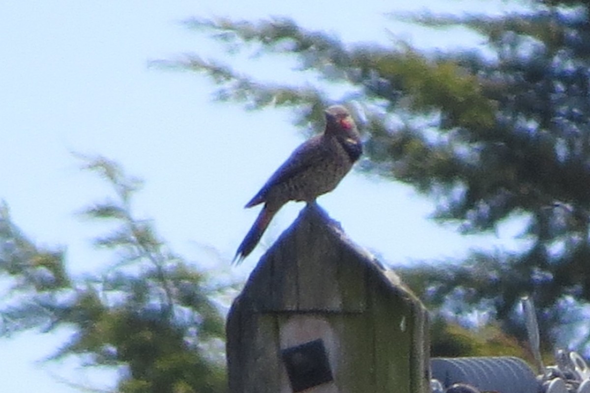 Northern Flicker - ML620716650