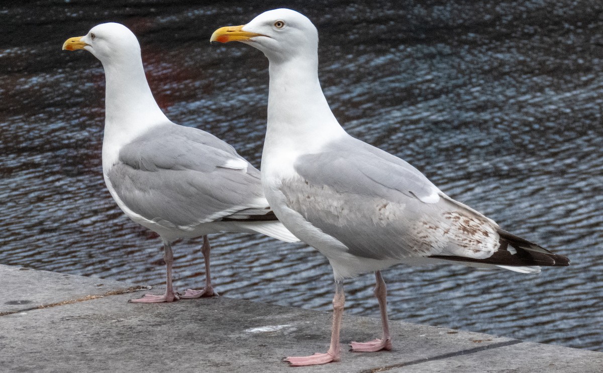 Gaviota Argéntea - ML620716653