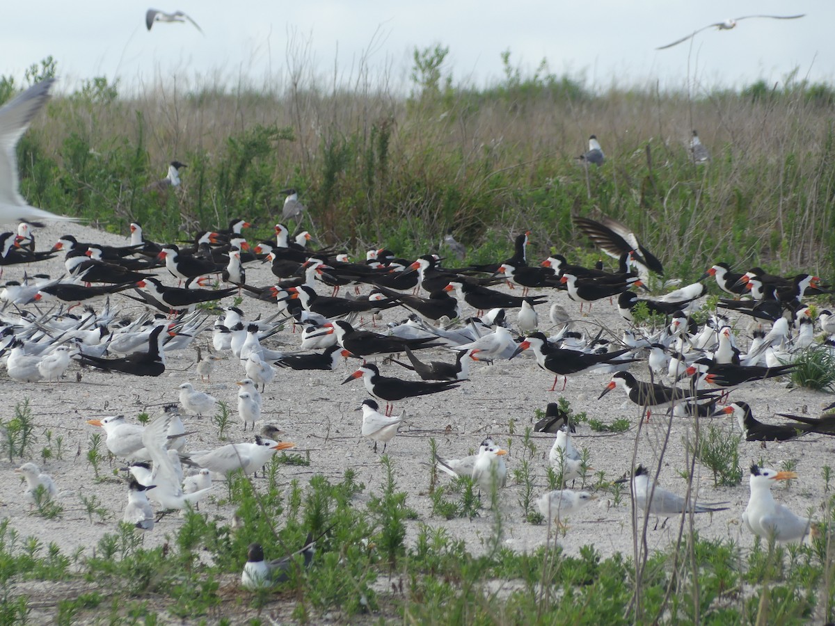 Black Skimmer (niger) - ML620716655