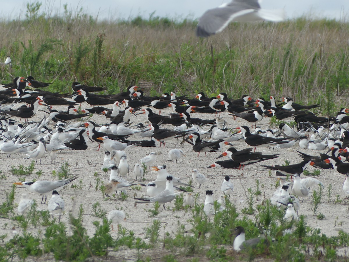 Black Skimmer (niger) - ML620716656