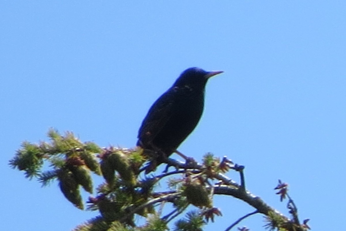 European Starling - ML620716657