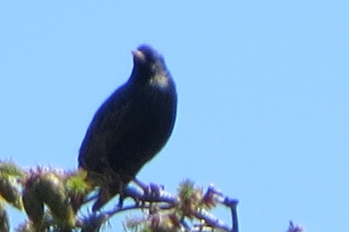 European Starling - ML620716658