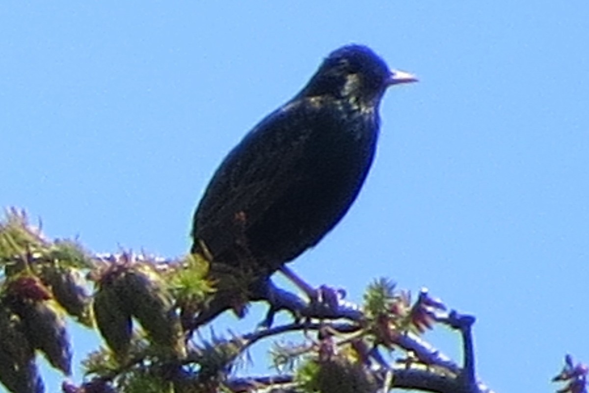 European Starling - ML620716659