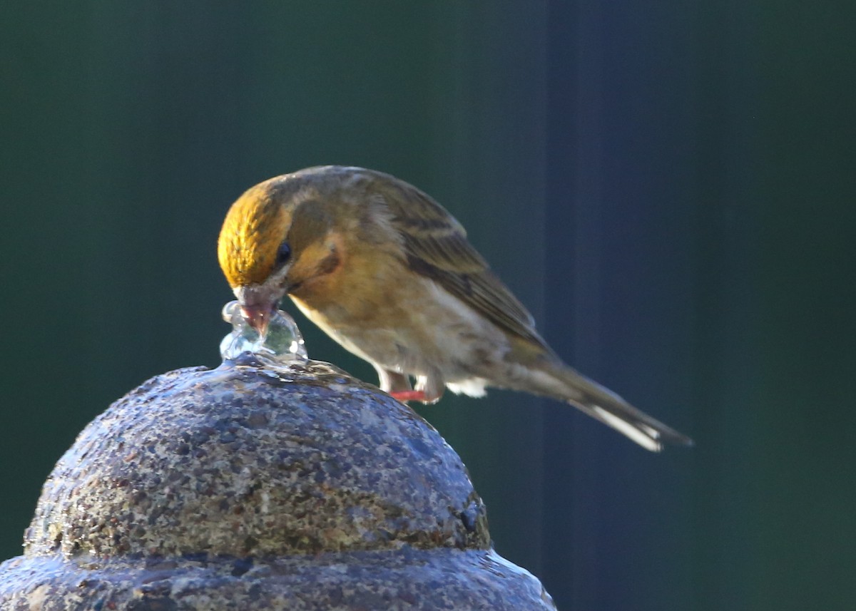 House Finch - ML620716660