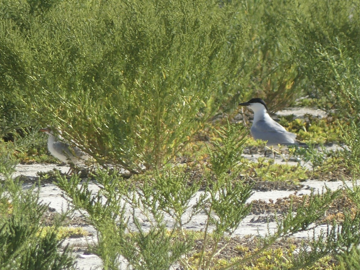 Gull-billed Tern - ML620716662