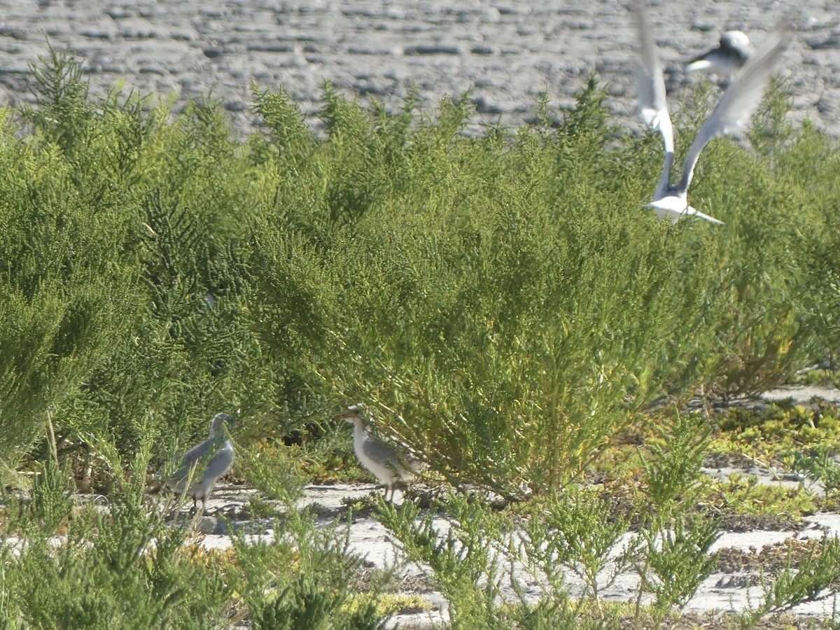 Gull-billed Tern - ML620716663