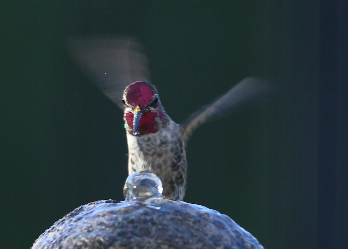 Anna's Hummingbird - ML620716665