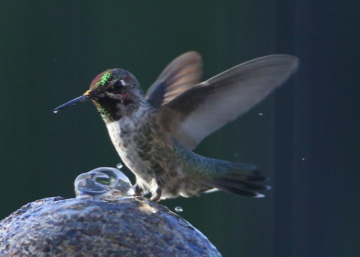 rødmaskekolibri - ML620716666