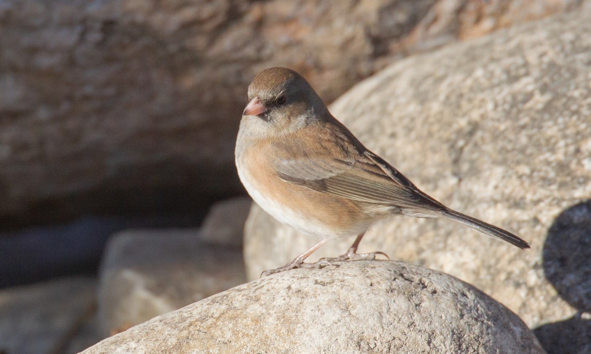 Dark-eyed Junco (Slate-colored/cismontanus) - Chris Wood