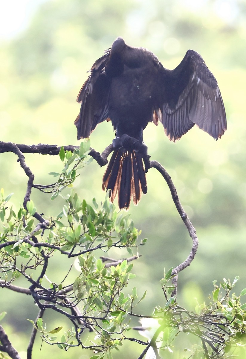 Amerika-Schlangenhalsvogel - ML620716669