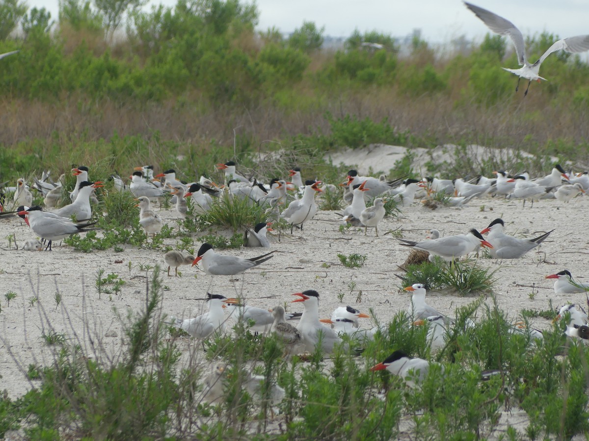 Caspian Tern - ML620716670