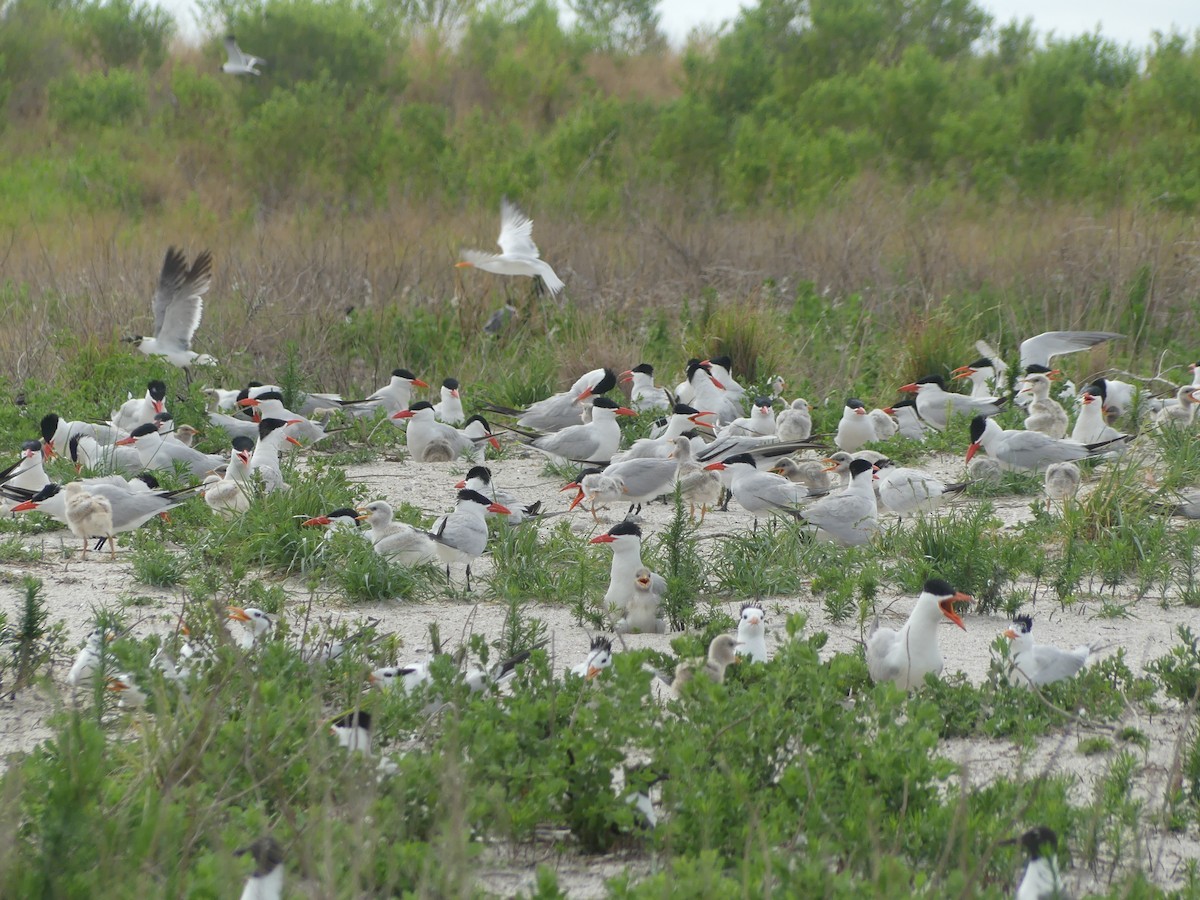 Caspian Tern - ML620716671