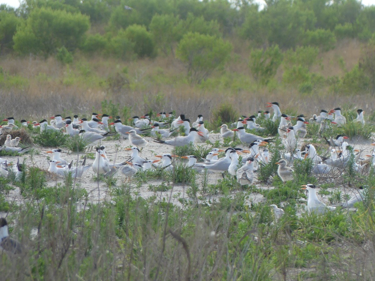 Caspian Tern - ML620716672