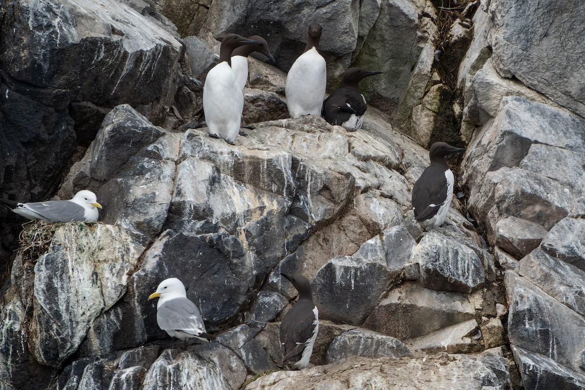 Common Murre - ML620716677