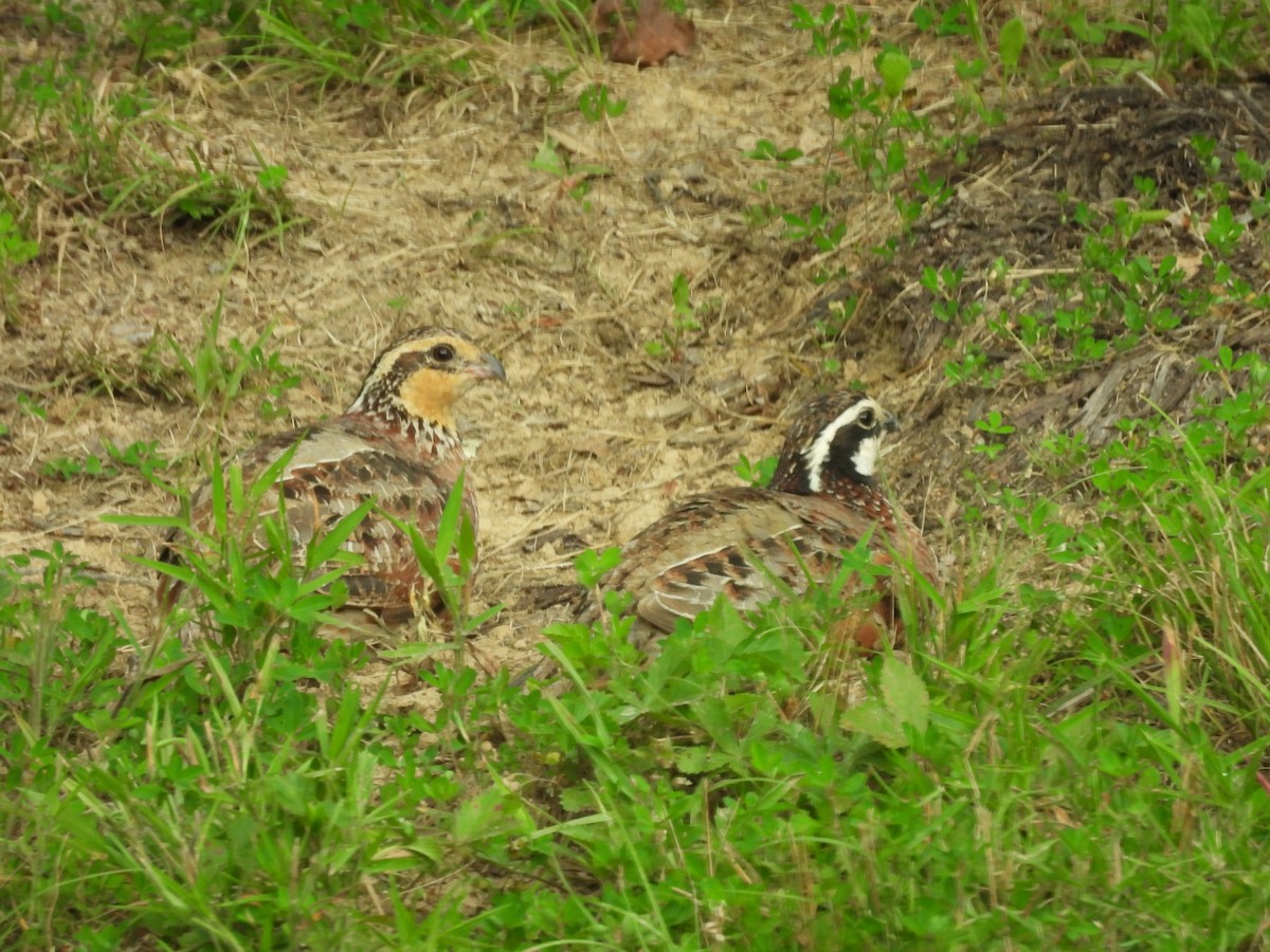 Northern Bobwhite - ML620716680