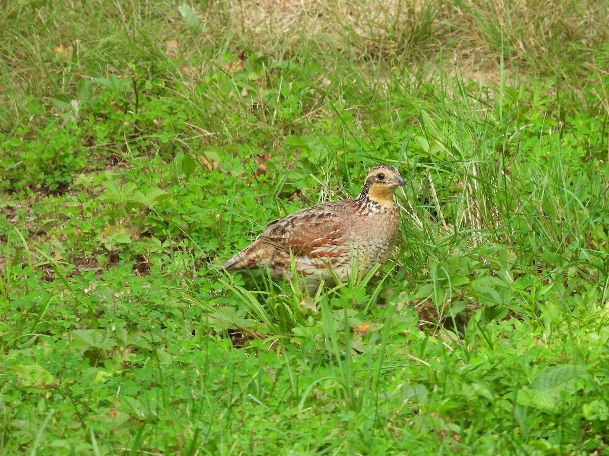 Northern Bobwhite - ML620716682