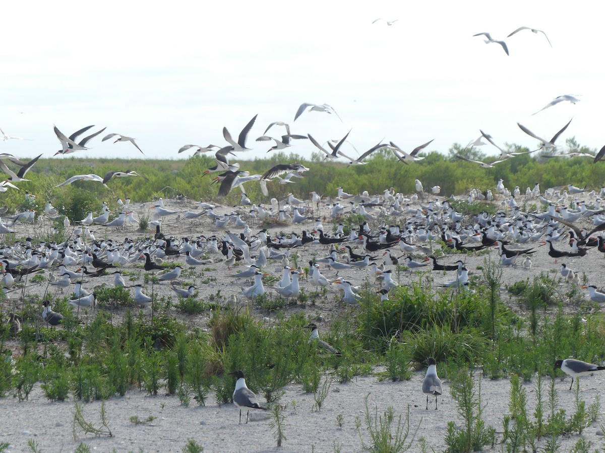 Sandwich Tern (Cabot's) - ML620716685