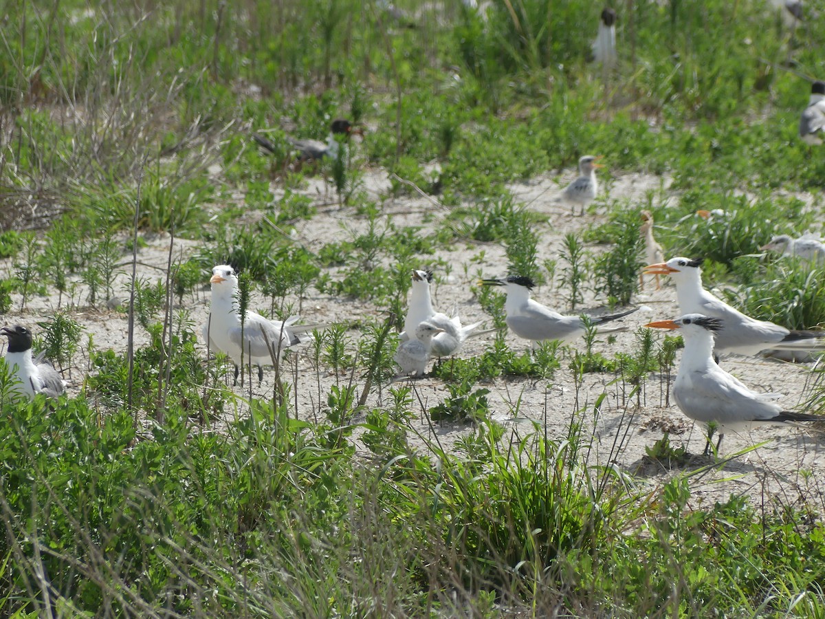 Sandwich Tern (Cabot's) - ML620716688