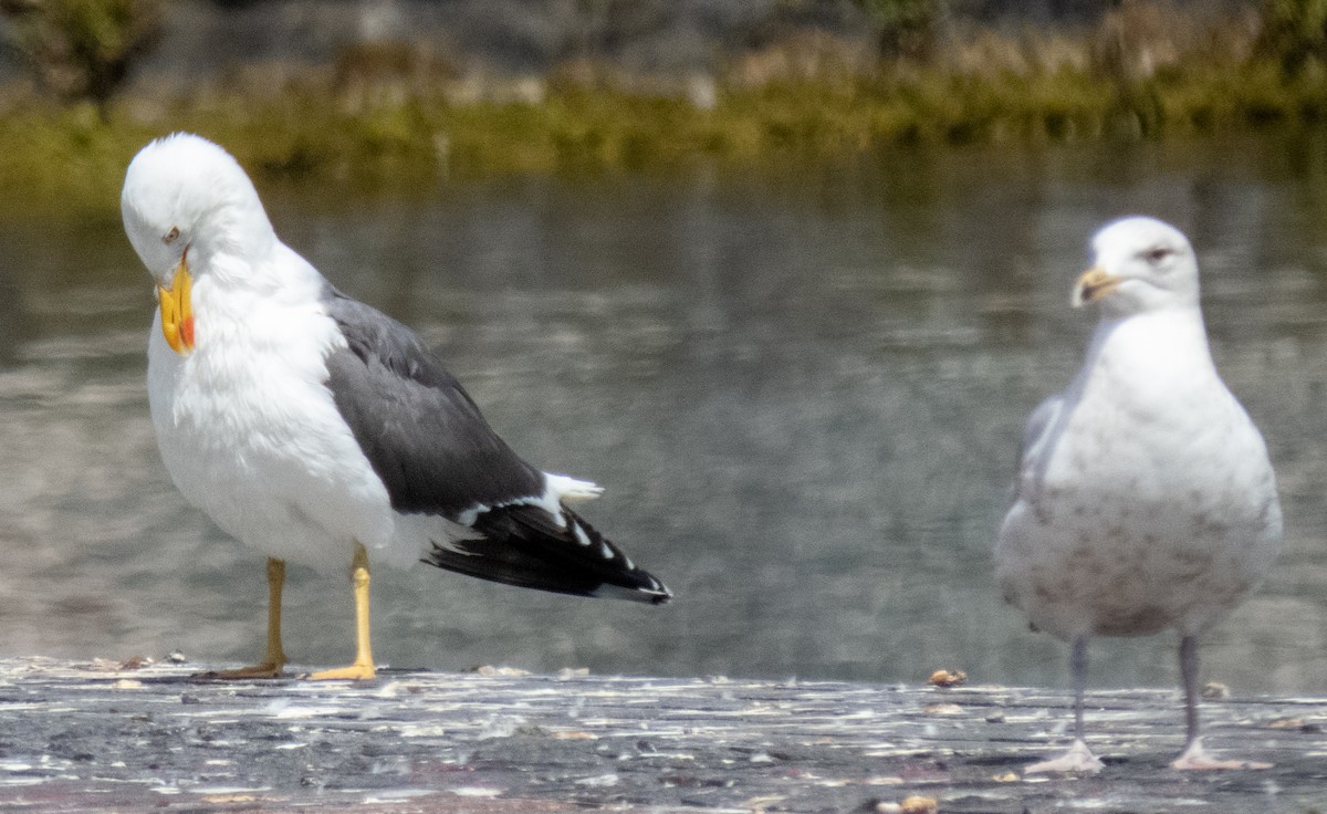 Lesser Black-backed Gull - ML620716689