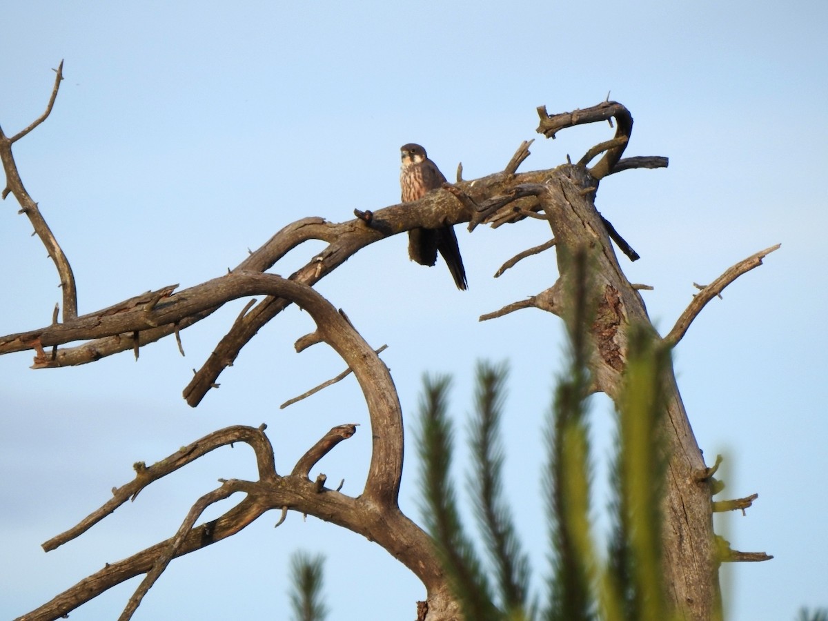 Eleonora's Falcon - ML620716690