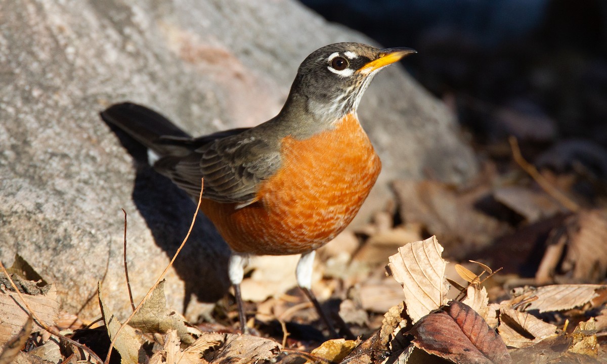 Странствующий дрозд - ML620716695