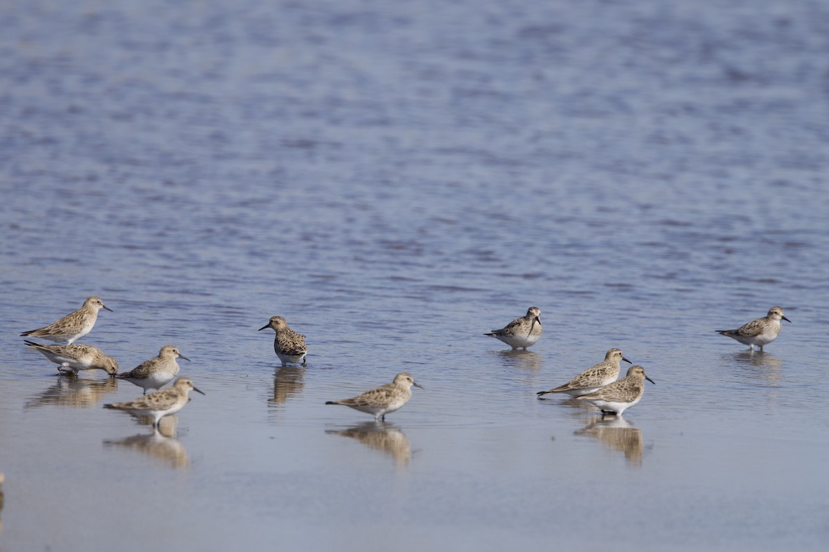 Baird's Sandpiper - ML620716696