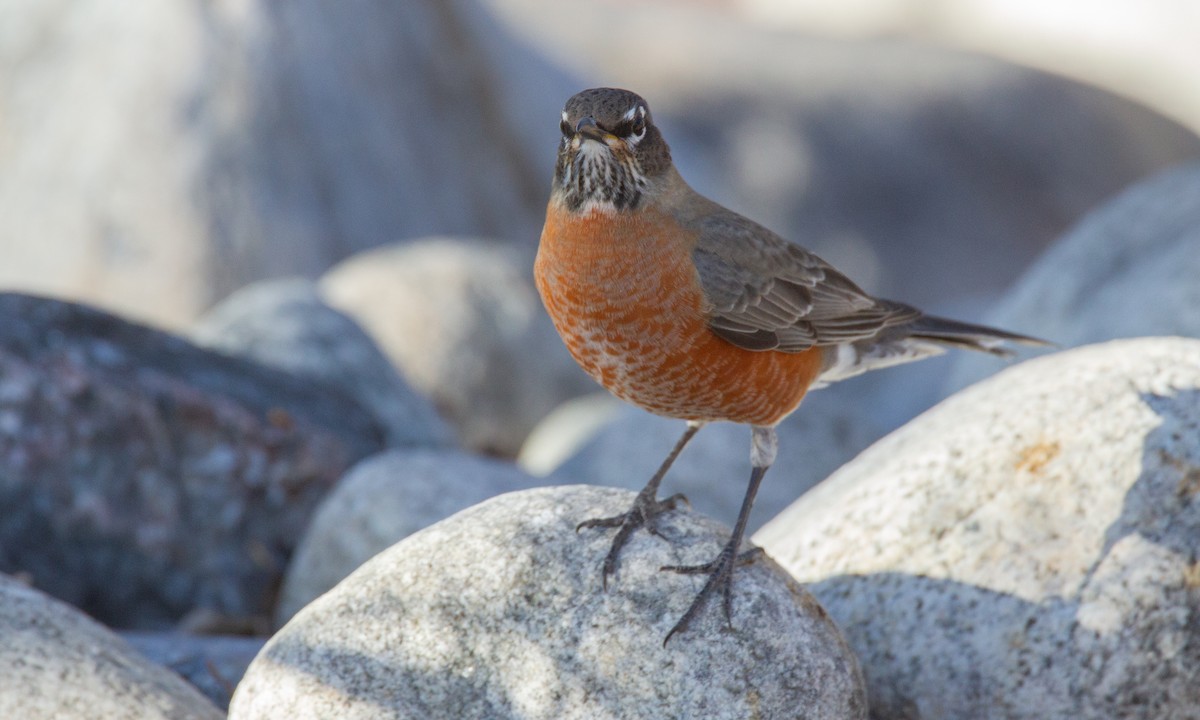 American Robin - ML620716697