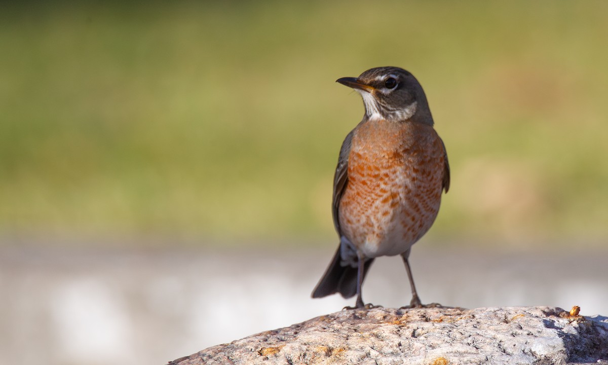 Странствующий дрозд - ML620716698