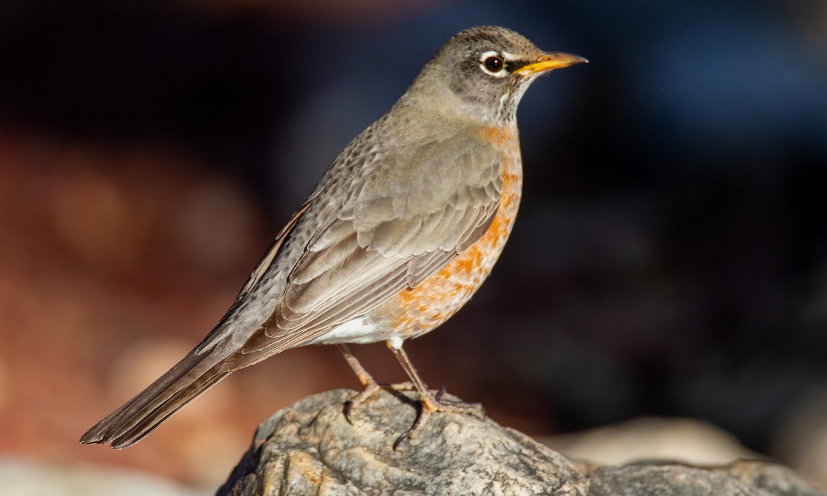 American Robin - ML620716699