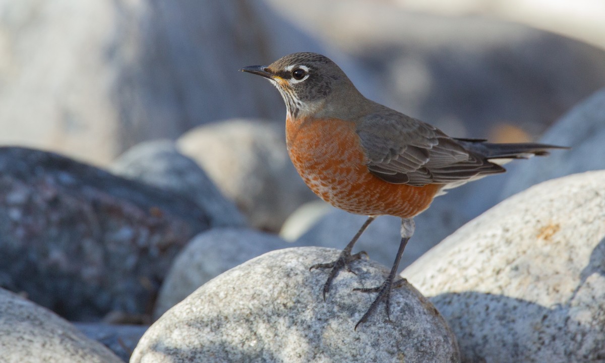 Странствующий дрозд - ML620716700