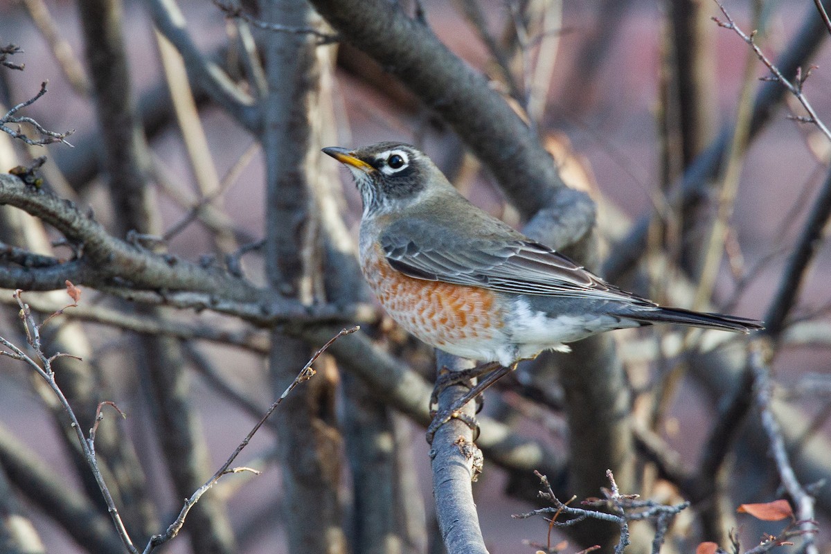 Странствующий дрозд - ML620716701