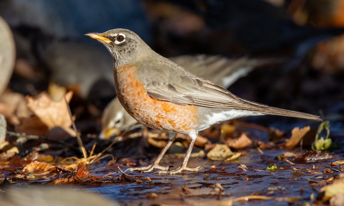 American Robin - ML620716702