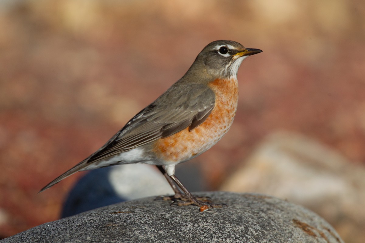 Странствующий дрозд - ML620716703