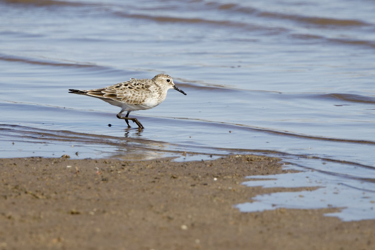 Bairdstrandläufer - ML620716705