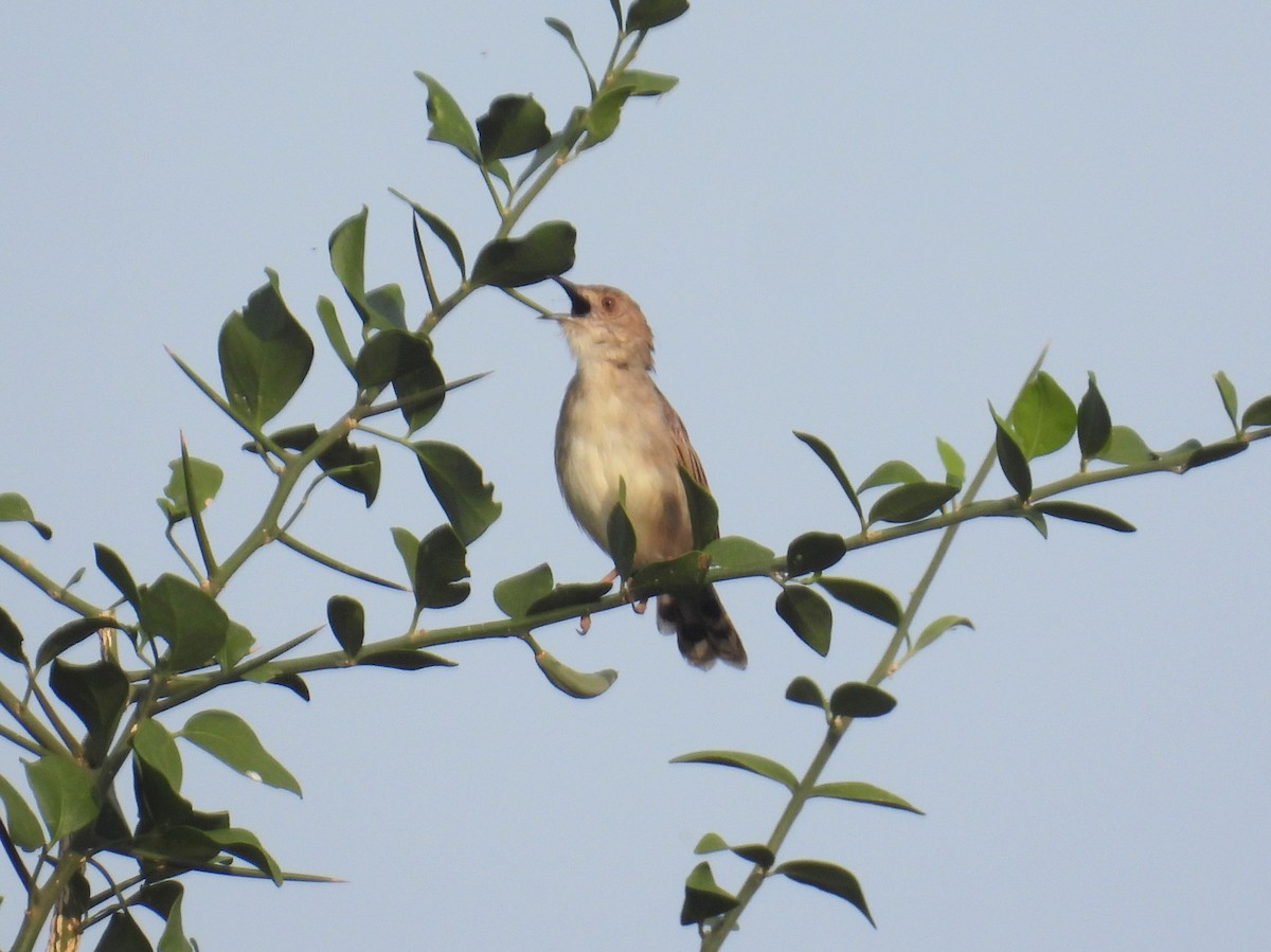 Rattling Cisticola - ML620716707