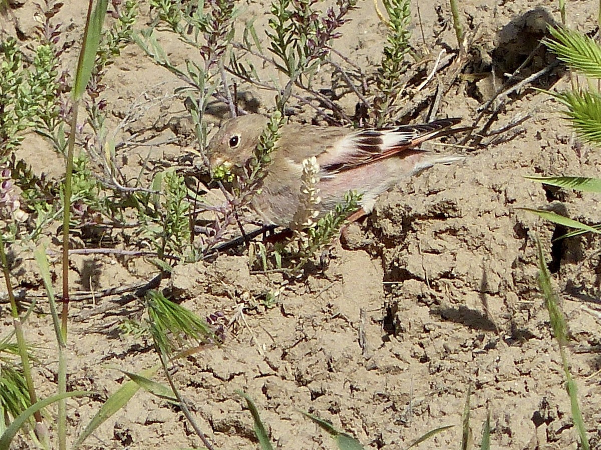 Mongolian Finch - ML620716724