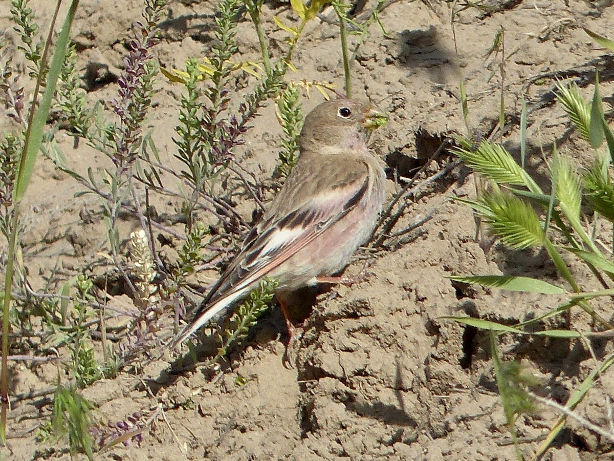 Mongolian Finch - ML620716725