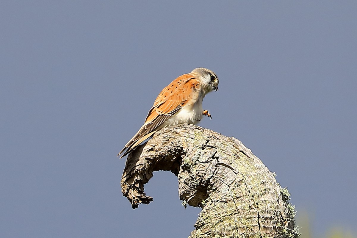 Nankeen Kestrel - ML620716726