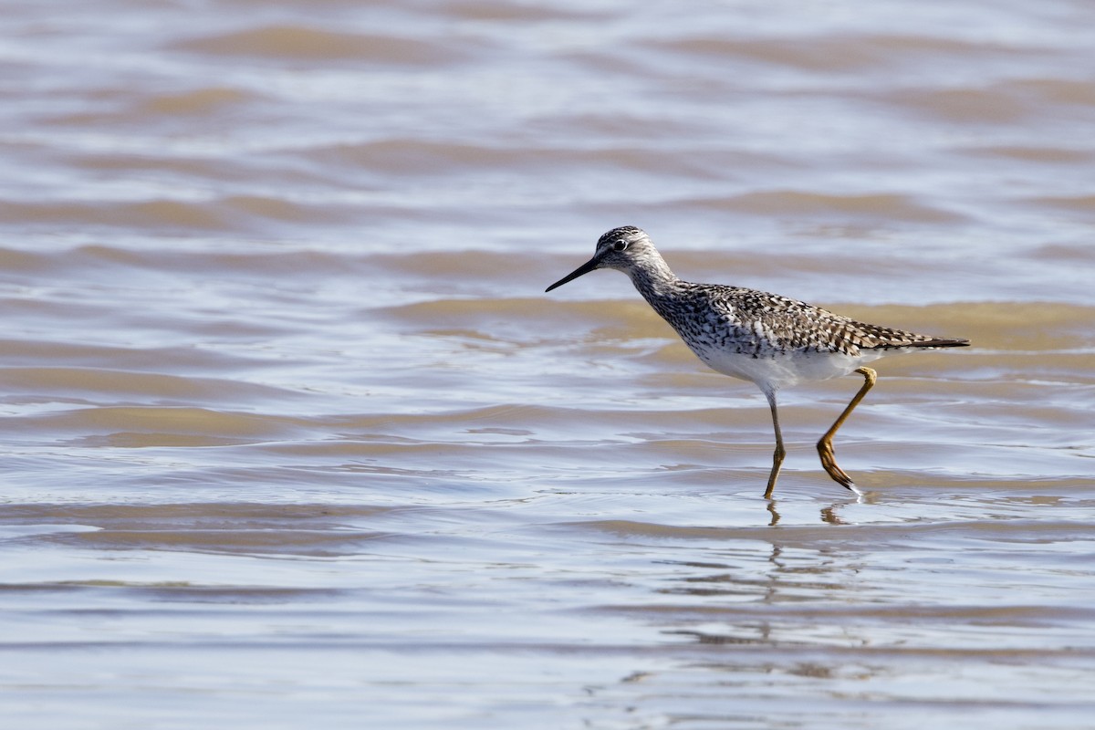 Lesser Yellowlegs - ML620716728